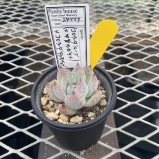 （コロラータ’ルーフ’×中里リンゼアナ）×コロラータ’アウテンティカ’