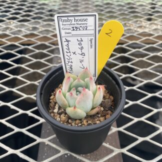 コロラータ’ルーフ’×チワワエンシス,クサラレ